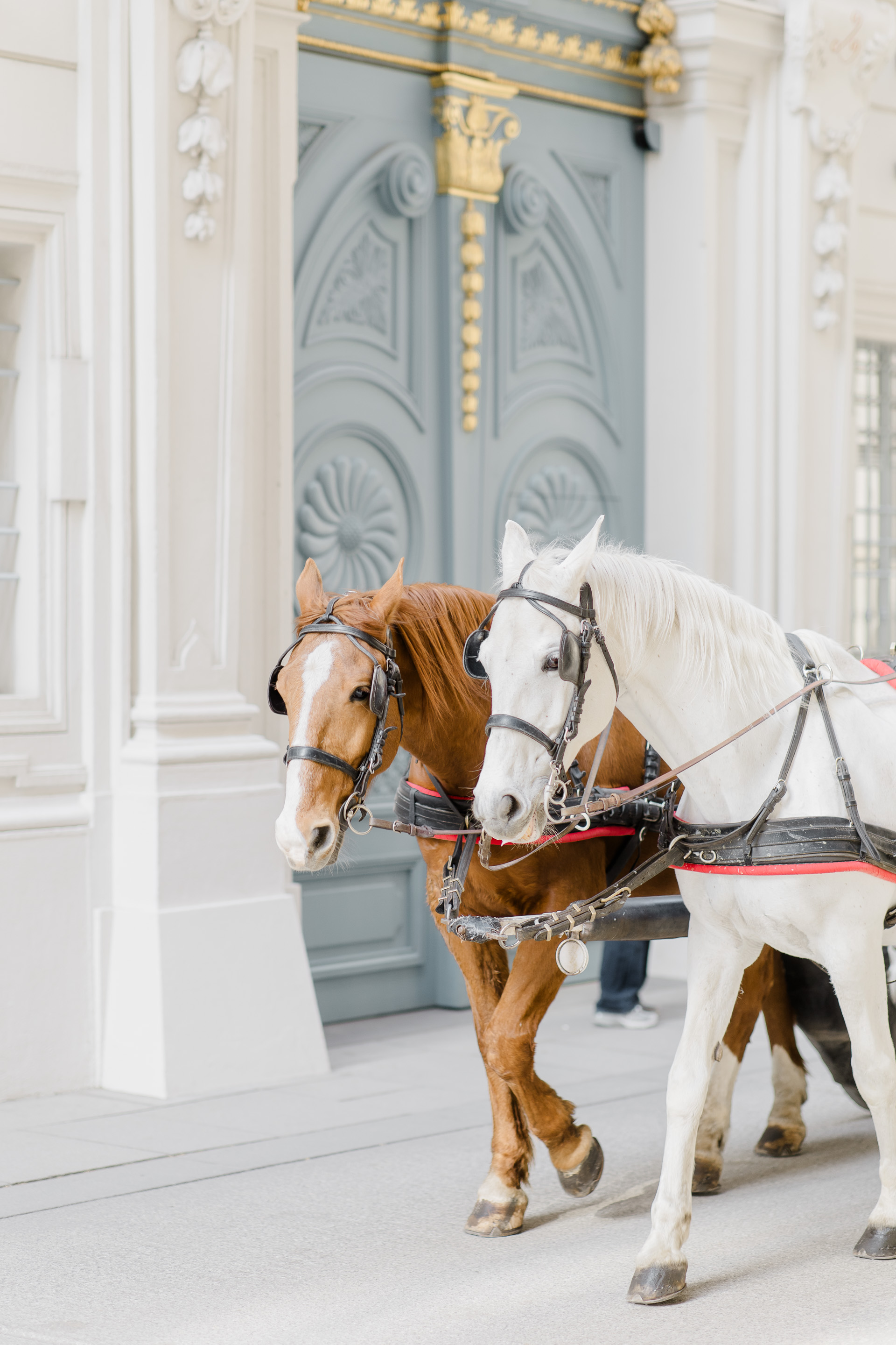 Hochzeitsfotograf Wien: Zwei Kutschpferde laufen vor einer eleganten historischen Tür vorbei.